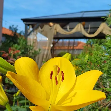 Guest house Dom Zaharievi Byala (Varna)