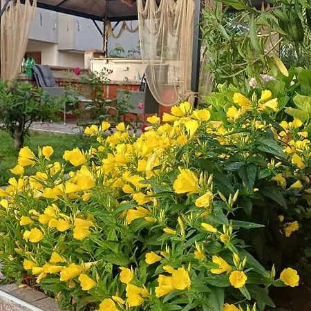 Dom Zaharievi Pensión *