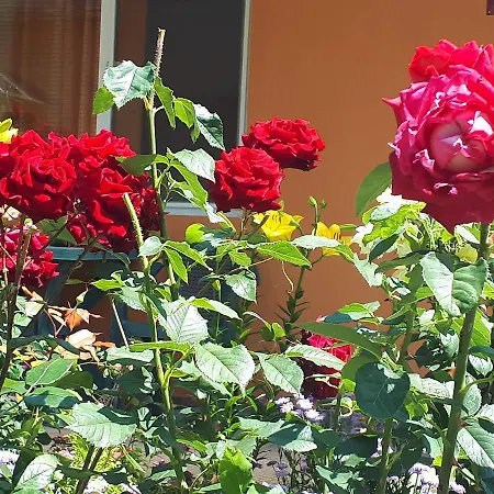 Dom Zaharievi Pensión