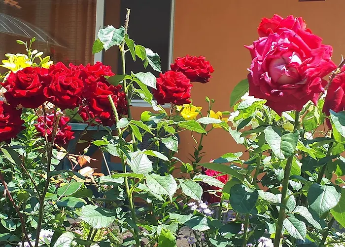 Dom Zaharievi Gæstehus